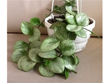 Hoya Biakensis- ������ �������� ��������