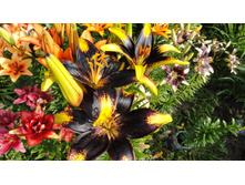 � ����.JPG