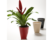 ���� ������� ����������� ������ d.13 h.18 � ��������� ������� (+�������)