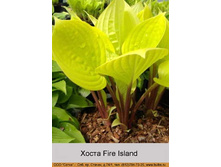 ����� Fire Island  ���� 310�.00�.