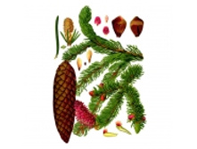 ���, �����, 50� ������