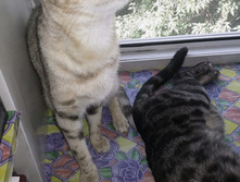 ����� � ����