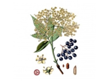 ������ ������, �����,100� ������