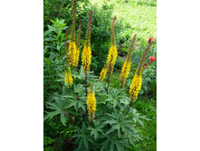 ��������� �������������