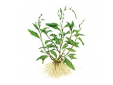 ����� ��������, �����, 50� ������