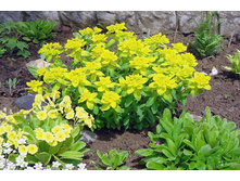 ������� �������������� 50�