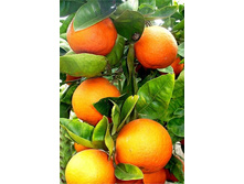 ������� ����� ��������� 28+%. � ������� 1 ��.jpg