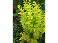 �������� �������� ����� (Maria) - 150 ���