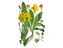 Koroviak skipetrovidnyi thm.jpg