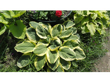 ����� ��������