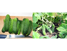 ����� ���� 15 ���. �������� 1 ��..jpg