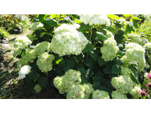 ��������� �����������