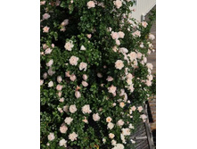 53e50e75aafe0 the generous gardener - 1010.jpg