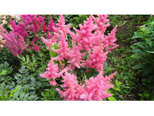 ����� ������� (2).JPG