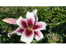 ������ ����� (2).JPG