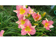 �������� ������ ��� (Final Touch)