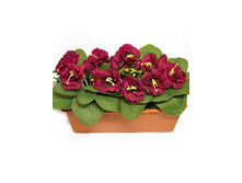 �216 ����������� ������ "���������"(��������) �216 ����������� ������ "���������"(��������) ------ �������	�216 �������,��	40 �� ����,���. (��)	1421.00