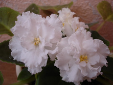 ������ ��������� �����