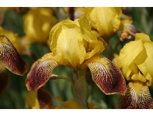 ���� �����-���������� (�ϣ ����)