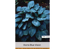 ����� Blue Vision  ���� 177�.00�.
