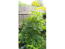 ��������� �����������������