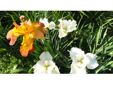 ���� ��������� ���� ����