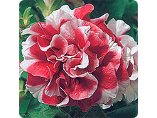 ��� ��� ��� ����. 50 �