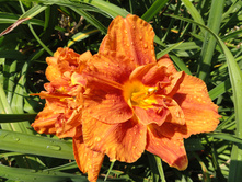 �������� ���� �����