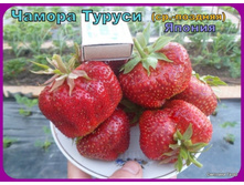 ������ ������-60�.jpg