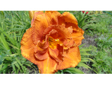 �������� ���� �����