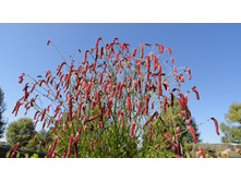 ����������� ���� �����