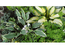 ����� ����� �����