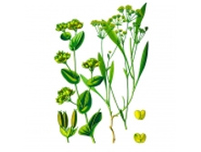 ��������� �������������, �����, 50� ��������� ����