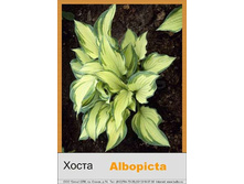 ����� Albopicta  ���� 66�.00�.