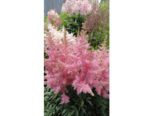 ������ �.JPG