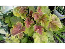 ������� ������