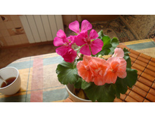 Toscana Wiebke � Toscana Katarina