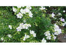 ����� �����