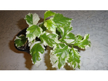 ������� ���������