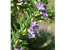 �������� ��������� 100 �� - 117 ���. � ������� 500 ��.jpg