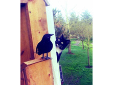 ����� �� ����������?