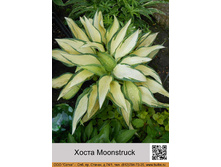 ����� Moonstruck  ���� 200�.00�.