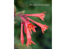 Kistev 0870m - �����.jpg