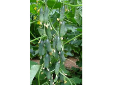 ������ ��� F1 - 55 ���. �����������. �� 400 ��. � �����. �������� 3 ��. - 5 ��. � ��..jpg