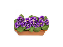 �213 ����������� ������ "���������"(������) �213 ����������� ������ "���������"(������) ------ �������	�213 �������,��	40 �� ����,���. (��)	1016.00