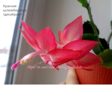 ����������� �������