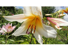 ������ �������