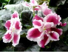 ������ �������� �����