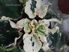 IMG 20160214 014404.jpg