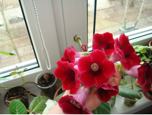 ��������� Etoile de Feu (������ �� ���)